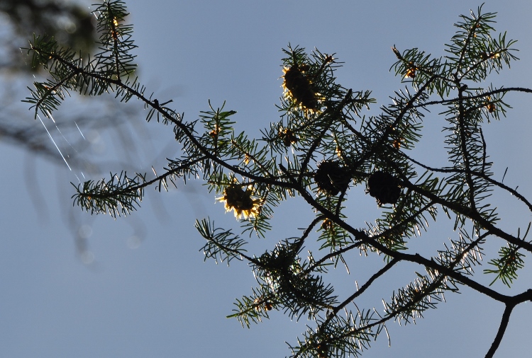 pine needles in sky